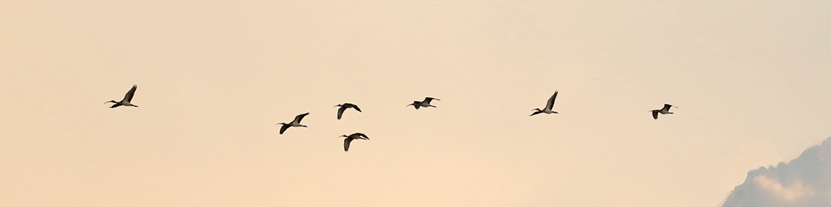 Scarlet Ibis